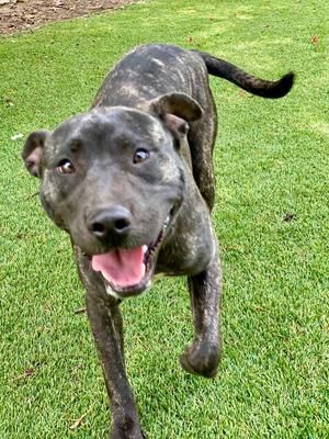 Declan, Pit Bull Terrier, young, available for adoption