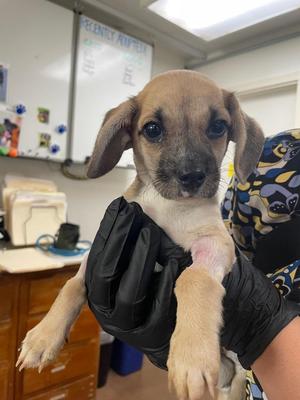Chi M Puppy, Chihuahua, puppy, available for adoption