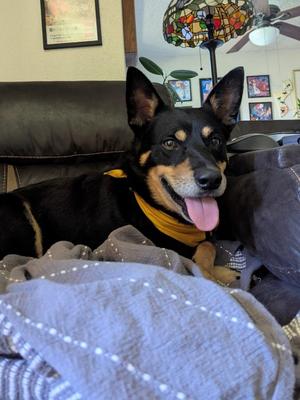 Montoya, Australian Cattle Dog / Blue Heeler / Australian Kelpie, senior, available for adoption