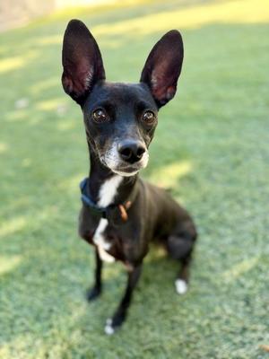 Anime, Terrier / Mixed Breed, adult, available for adoption
