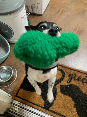 Ducky, Chihuahua, senior, available for adoption