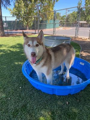 Laurel, Husky, adult, available for adoption