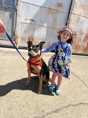 Emmy, Pit Bull Terrier, young, available for adoption