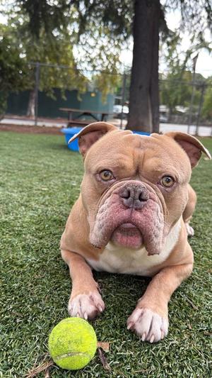 A brown and white bulldog lying on grass with a yellow tennis ball in front of it.