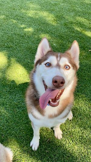 Linden, Husky, young, available for adoption