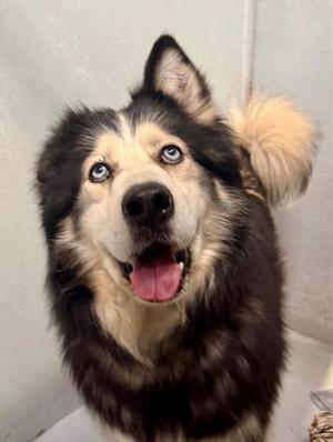 Grandpaw, Husky, senior, available for adoption