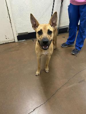 Lark, Pit Bull Terrier / Shepherd, puppy, available for adoption