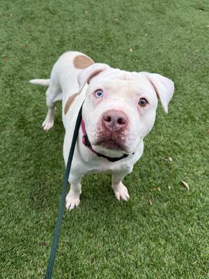 Memphis, Pit Bull Terrier / English Bulldog, senior, available for adoption