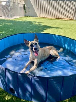 Nala, Shepherd / Mixed Breed, young, available for adoption