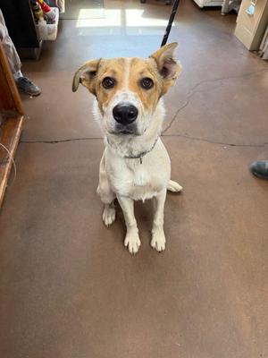 a brown and white dog sitting on a concrete floor
