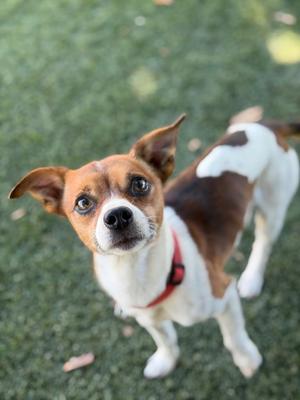 A small dog with brown, white, and black fur is standing on a grassy surface, looking up at the camera. The dog is wearing a red collar.
