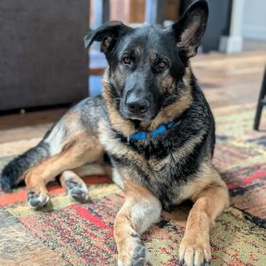 Soup, Shepherd, German, adult, available for adoption