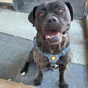 A brindle-colored dog with a blue harness is sitting on a mat, looking at the camera with its mouth open and tongue visible.