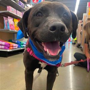 Dove, Retriever, Chocolate Labrador, adult, available for adoption