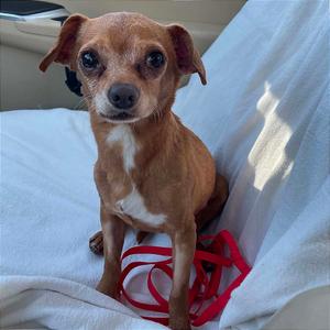 Peanut, Mixed Breed (Small), senior, available for adoption