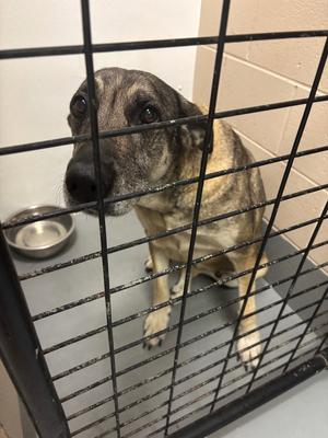 Winnie, German Shepherd Dog/Mixed Breed, adult, available for adoption