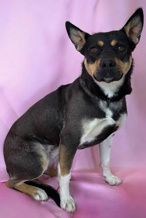 Azalea, Australian Kelpie/Mixed Breed, young, available for adoption