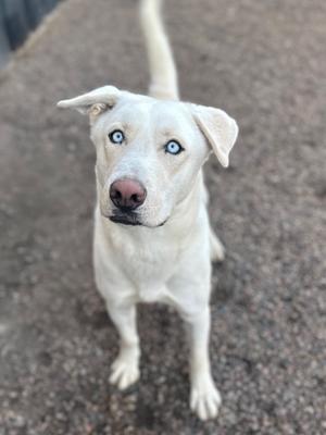 a white dog with blue eyes