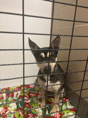 Wren, Australian Kelpie/Mixed Breed, adult, available for adoption