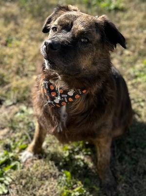 Coco, Mixed Breed, adult, available for adoption
