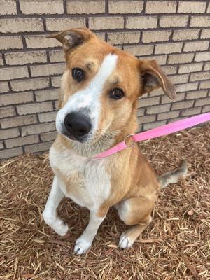 A medium-sized mixed-breed dog with tan and white fur is sitting on mulch in front of a brick wall, looking towards the camera with its head tilted.