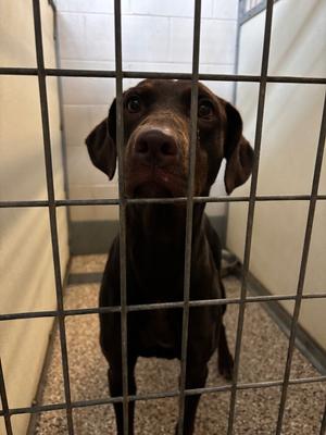 Nadia, Doberman Pinscher/Labrador Retriever, young, available for adoption