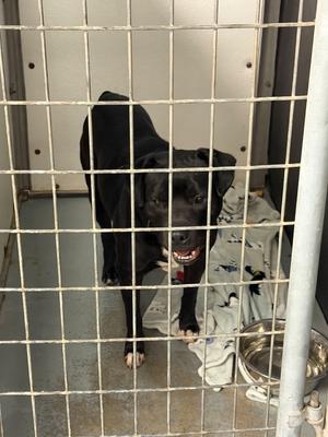 Midnight, Bully/Mixed Breed, adult, available for adoption