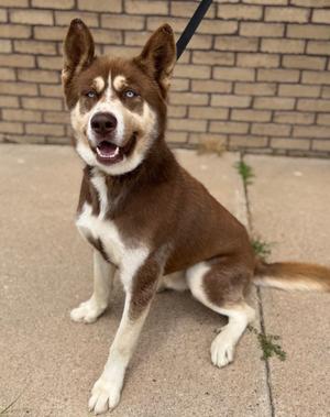 A brown and white dog with blue eyes sitting on a sidewalk in front of a brick wall.