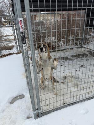 A dog is standing on its hind legs with its paws on a chain-link fence, looking towards the camera.