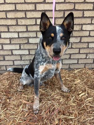 Remi, Australian Cattle Dog (Blue or Red Heeler), adult, available for adoption
