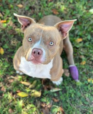 Turbo, Bully/Mixed Breed, young, available for adoption