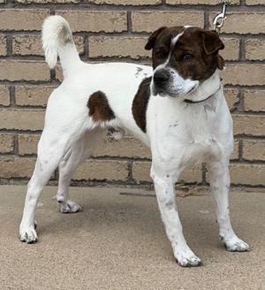 A medium-sized dog with white fur and brown patches stands on a sidewalk in front of a brick wall.