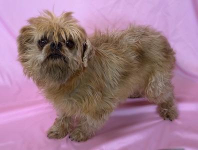 A small, shaggy brown dog with a flat face and a somewhat grumpy expression stands on a pink background.