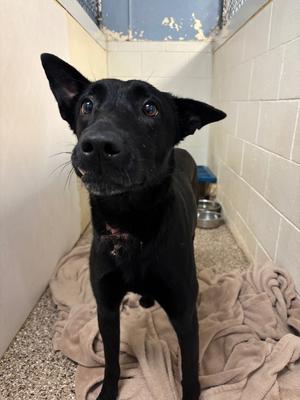 Nixie, Belgian Shepherd Malinois/Mixed Breed, young, available for adoption