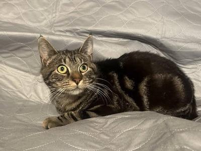 Lieutenant Dan, adult, available for adoption
