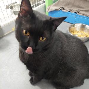 Arthur, adult, available for adoption