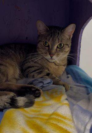 Cheyanne Wright, adult, available for adoption
