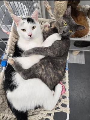 Ella, adult, available for adoption