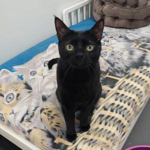 James, adult, available for adoption