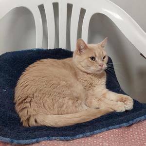 Audrey, adult, available for adoption