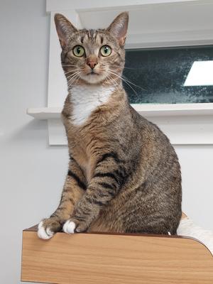 Noodle, adult, available for adoption