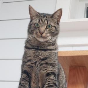 Gray Clark, young, available for adoption