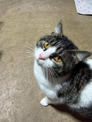 Gray, adult, available for adoption