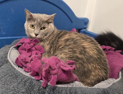 Gabi, senior, available for adoption