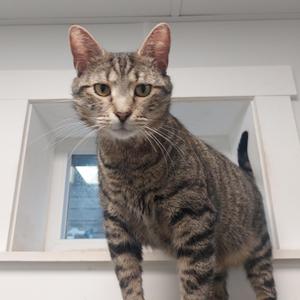 A close-up of a tabby cat with green eyes and a black tail standing on a white surface.