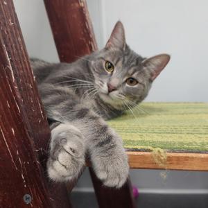 Fettuccine, adult, available for adoption