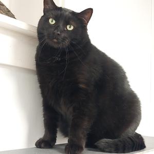 Bagheera, adult, available for adoption