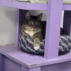 Dude, adult, available for adoption