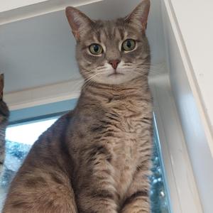 A close-up, head-on shot of a grey tabby cat with green eyes, sitting on a windowsill.