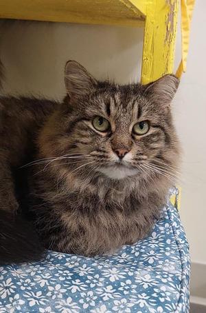 Mimsi, adult, available for adoption